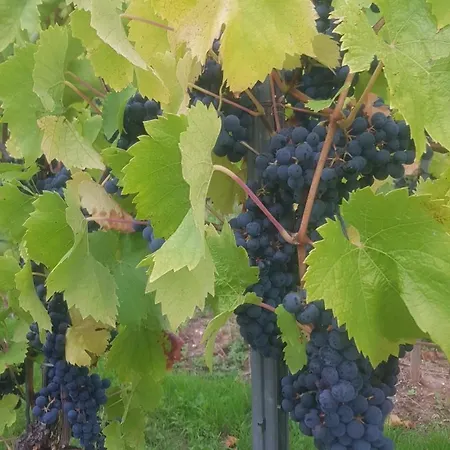 アパート Auszeit Mit Moselblick -klimatisiert- *