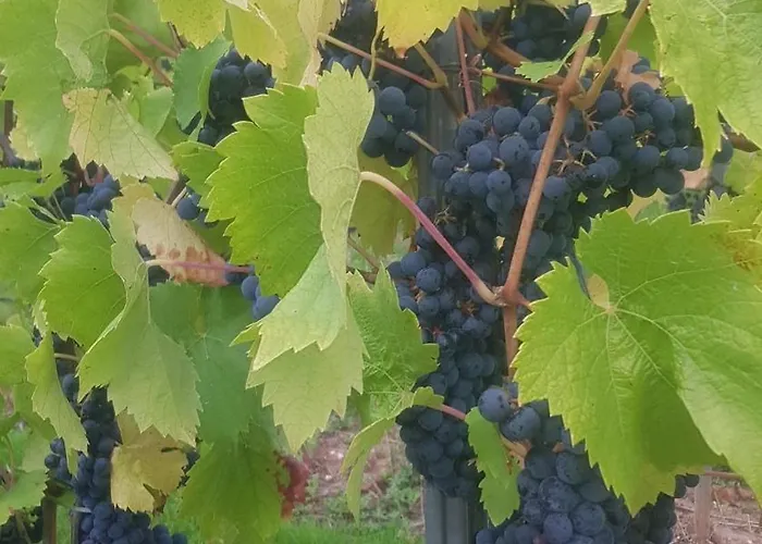 Apartamento Auszeit Mit Moselblick -klimatisiert- *